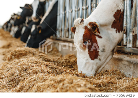 Cows standing in a stall and eating hay 76569429