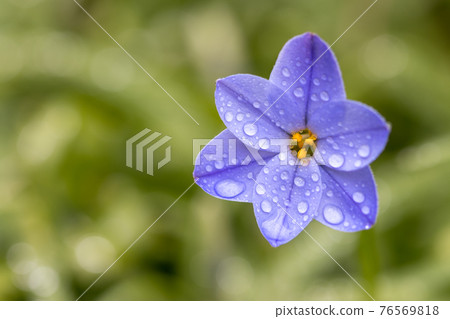 Flowers of spring 76569818