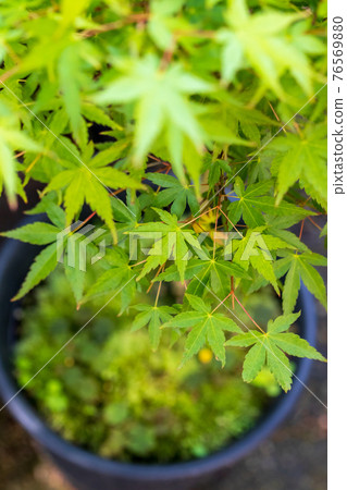 An image of the green early summer of Momiji An image of the green early summer of Momiji 76569880