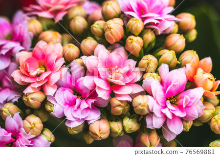 長壽花 長壽花 76569881