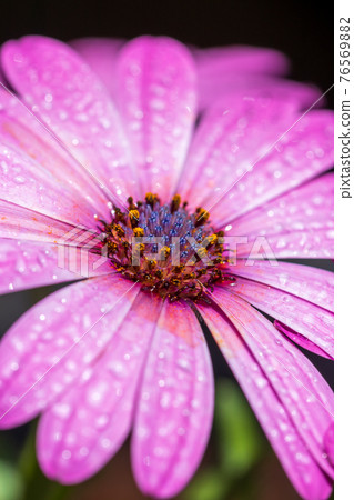 Daisy flower spring image Daisy flower spring image 76569882