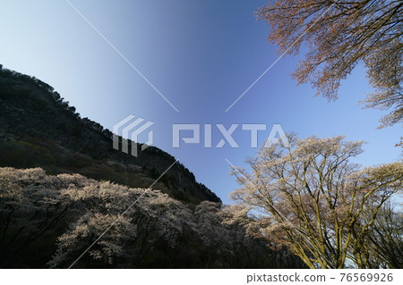 Cherry blossoming folding rock 76569926