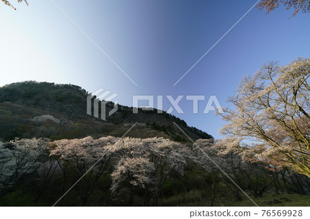 Cherry blossoming folding rock 76569928