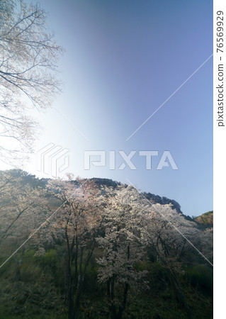 Cherry blossoming folding rock 76569929