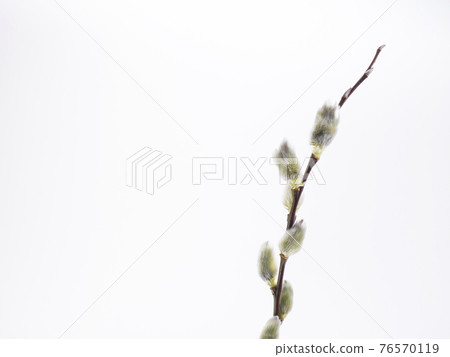 A cat lantern 76570119