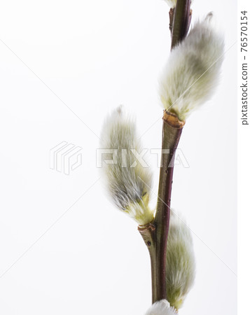 A cat lantern 76570154