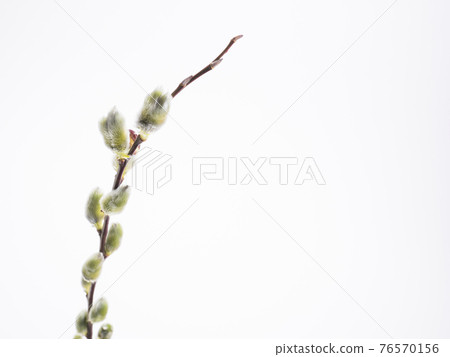 貓燈籠 貓燈籠 76570156