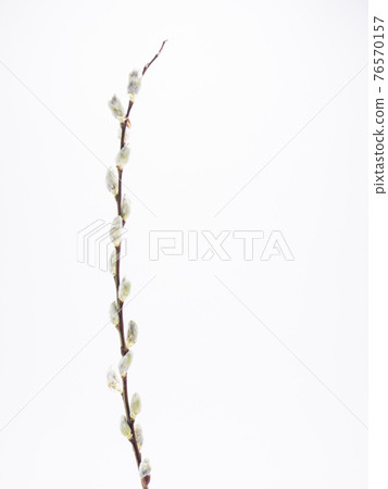 貓燈籠 貓燈籠 76570157