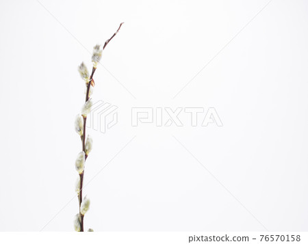 貓燈籠 貓燈籠 76570158