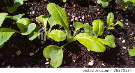 Komatsuna 變得相當大 76570184