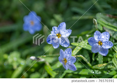 Flowers of spring Flowers of spring 76570391