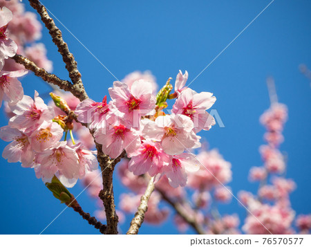 Shiudeyama Sakura_1 Shiudeyama Sakura_1 76570577