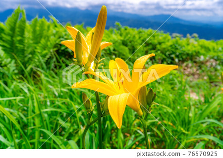 Nikko Kisuge from Hakuba Goryu Alpine Botanical Garden [Nagano Prefecture] 76570925