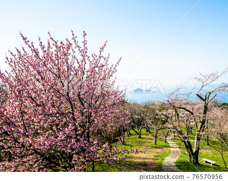 Shiudeyama的櫻花樹 76570956