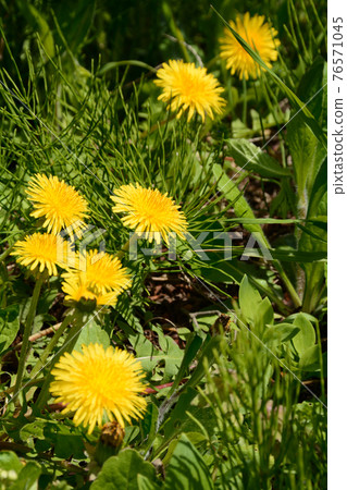 Spring wildflower dandelions 76571045