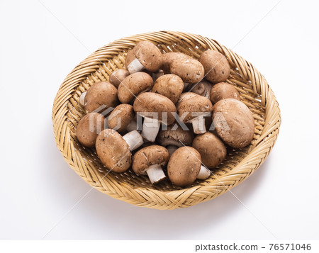 Brown mushroom 76571046