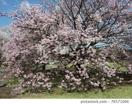 Spring vegetation Spring vegetation 76571066