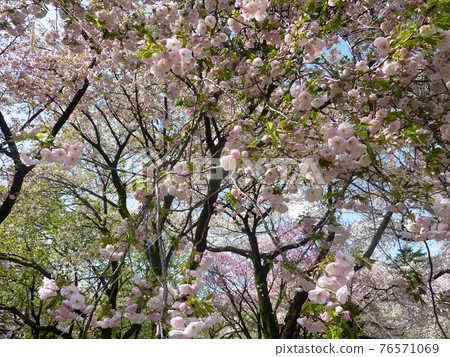 春季植被 春季植被 76571069