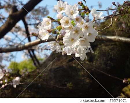 春季植被 春季植被 76571071