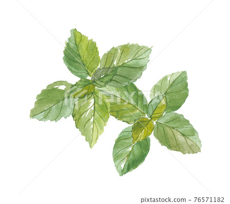 Basil multiple Basil multiple 76571182