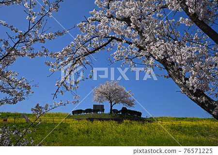 櫻花 76571225