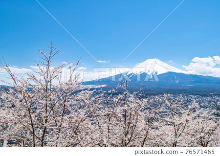 富士吉田市新山山淺間公園富士和櫻花 富士吉田市新山山淺間公園富士和櫻花 76571465