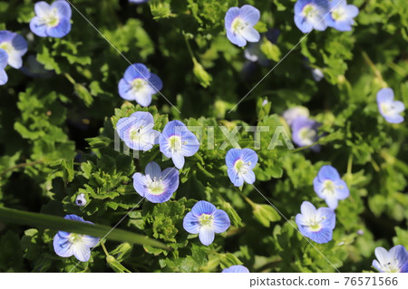Blue flowers of Persian speedwell blooming in the field in early spring Blue flowers of Persian speedwell blooming in the field in early spring 76571566