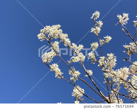 閃耀在藍天的六月漿果 76571694