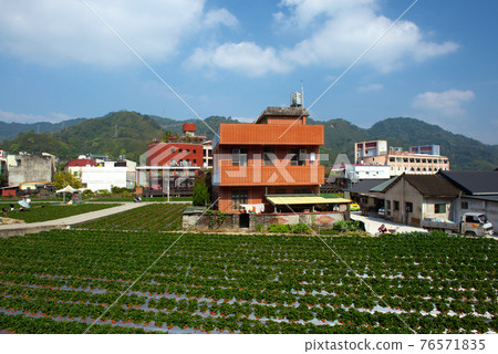 農村景色和種植的草莓園景觀 76571835