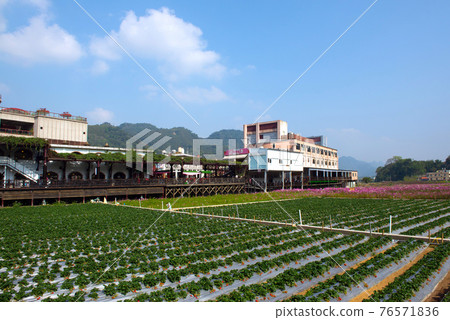 農村景色和種植的草莓園景觀 農村景色和種植的草莓園景觀 76571836