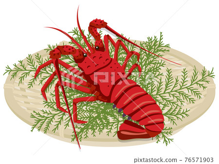 Spiny lobster in a colander (1 fish) Spiny lobster in a colander (1 fish) 76571903