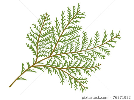 Hiba leaf / Hinoki leaf 76571952