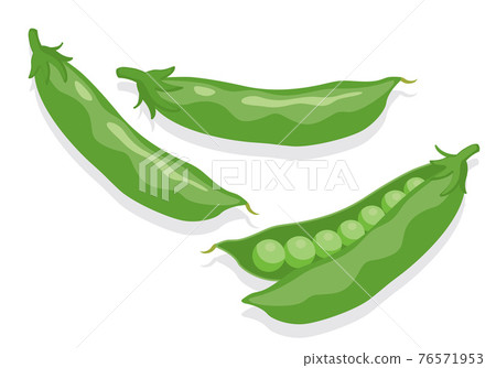 Vegetable illustration snap peas Ingredients, cooking, materials 76571953