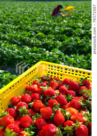 Harvest ripe fresh organic strawberry fruits Harvest ripe fresh organic strawberry fruits 76572087
