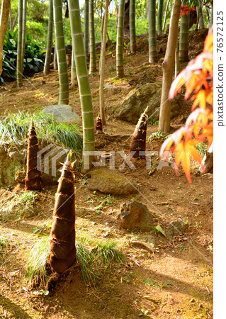 Todoroki Ravine，市中心最好的山谷 76572125