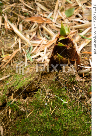 Todoroki Ravine，市中心最好的山谷 76572138