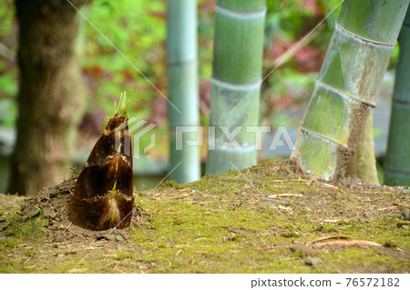 Todoroki Ravine，市中心最好的山谷 76572182