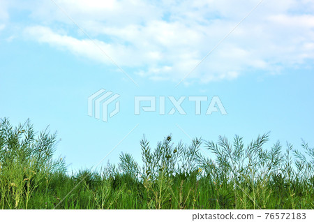 春天的銀行景觀 春天的銀行景觀 76572183