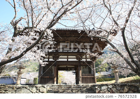 Chohoji Temple Daimon and Sakura 76572328