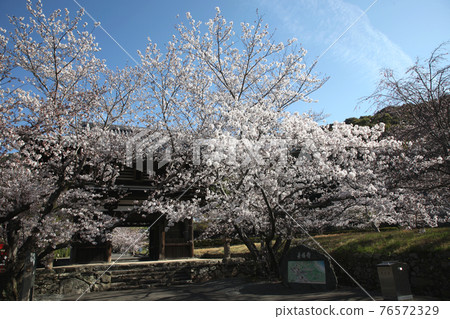 Chohoji Temple Daimon and Sakura Chohoji Temple Daimon and Sakura 76572329