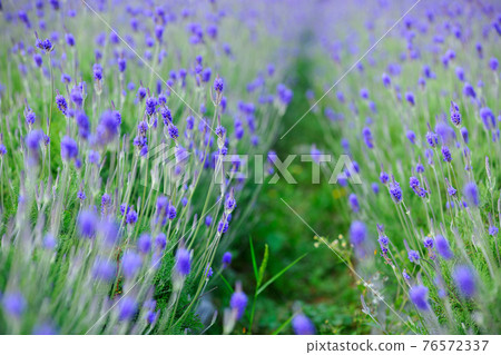 Purple lavender fields in bloom 76572337