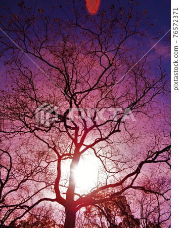 秋天的中國牛油依偎在獨特的背光中 76572371