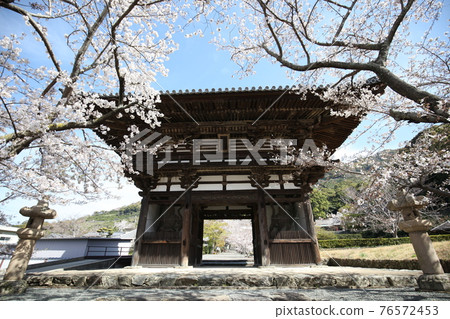 長法寺大門與櫻花 長法寺大門與櫻花 76572453