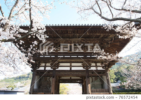 長法寺大門與櫻花 76572454