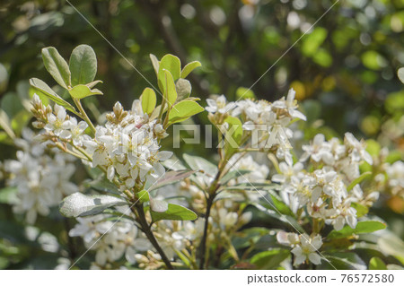 分享花束 76572580