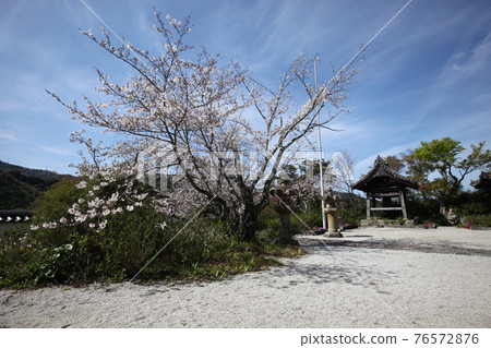 Chohoji Temple Tsurigane-do and Sakura Chohoji Temple Tsurigane-do and Sakura 76572876