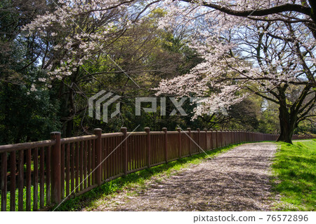Petals on the promenade 76572896