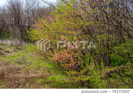 Forest sunshine 76572897