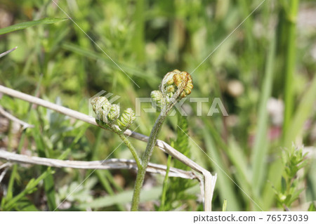 Bracken Bracken 76573039