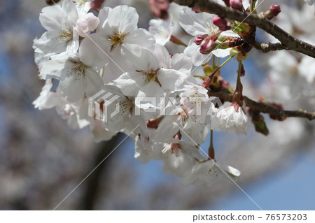 Cherry blossoms at Chohoji Temple Cherry blossoms at Chohoji Temple 76573203